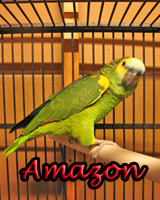 Beautiful Amazon Blue Front Parrot babies, hand feed and sweet