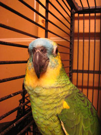 This is a beautiful Blue Front Amazon Parrot