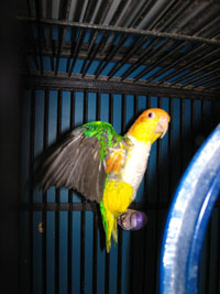 Beautiful Colorful Clowns, our White Bellied Caiques