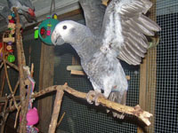 Our Intelligent Beautiful African Greys