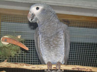 Our Intelligent Beautiful African Greys