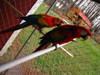 Beautiful Scarlet Macaws