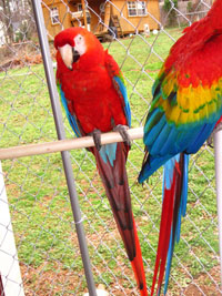 Beautiful Scarlet Macaws