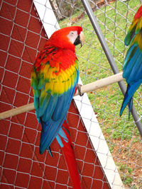 Beautiful Scarlet Macaws