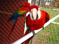 Beautiful Scarlet Macaws