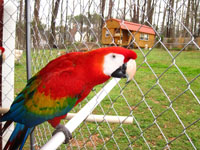 Beautiful Scarlet Macaws