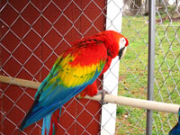 Beautiful Scarlet Macaws