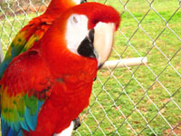 Beautiful Scarlet Macaws