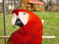 Beautiful Scarlet Macaws