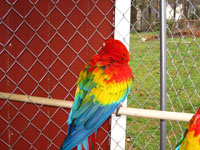 Beautiful Scarlet Macaws