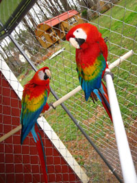 Beautiful Scarlet Macaws