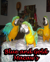 Beautiful Blue and Gold Macaw babies, hand feed and sweet