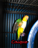 Beautiful Caique babies, hand feed and sweet