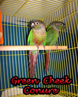 Beautiful Green Cheek Conures babies, hand feed and sweet